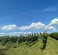 Schauweingarten am Andreasberg