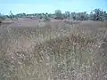 Andropogon pseudapricus
