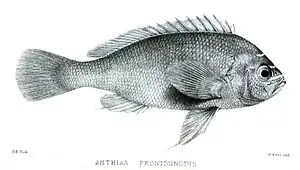 Holanthias fronticinctus