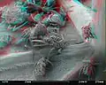 REM-Anaglyphen-Darstellung von Aphis fabae auf einer Blattunterseite, Vergrößerung 20×