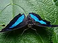 Archaeoprepona demophon