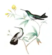 Mangrovenamazilie (Amazilia boucardi) gemalt von Jean-Marie Fugère (1818–1882).