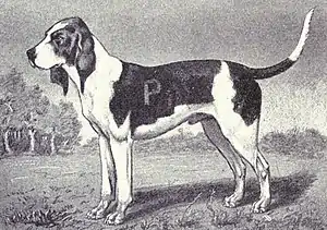 Chien d’Artois