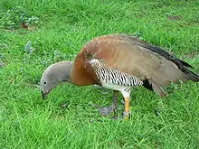 Graukopfgans (Chloephaga poliocephala)