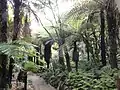 Rundweg im Farngarten mit Baumfarnen