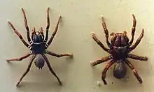 Männchen (links) und Weibchen von Atrax sutherlandi