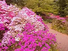 Azaleenblüte