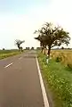 Auf der Bundesstraße 1 in Sachsen-Anhalt zwischen Helmstedt und Magdeburg