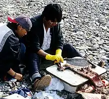 Ein Inuk bereitet ein Bartrobbenfell für Bekleidungszwecke zu(Baffin Island nahe Foxe Basin, Nunavut, Canada, 2002)