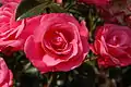 ‘Bella Rosa’, Kordes, 1982