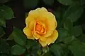 ‘Benita’, Dickson, 1988