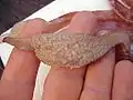 Berryteuthis magister, Fangarm