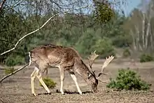 Beweidung der Heideflächen durch Damwild