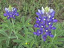 Lupinus texensis