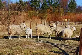 Blumberger Mühle-Ostpreußische Skudde-