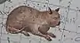Katze