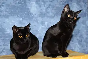 Bombay-Katze