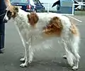 Barsoi