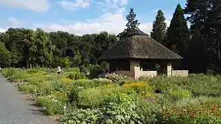 Sammlung einjähriger Sommerblumen