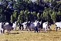 Brahman Bullen, Tipperary Station, Northern Territory, Australien