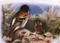 Bergfink aus dem Werk The Birds of the British Isles and Their Eggs (1919)