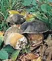 Bronzeröhrling,Pilz des Jahres