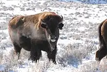 Bison im Hot Spring State Park