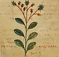 Buglossa. Pseudo-Apuleius. Leiden 6. Jh.