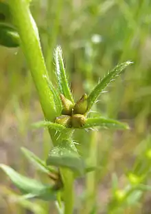 Klausenfrucht von Buglossoides arvensis