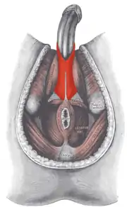 M. bulbospongiosus beim Mann