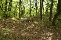 Bild 9: Mulde in der Hauptburg, möglicherweise die Stelle der Zisterne oder eines Gebäudes