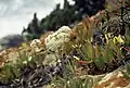 Cabo da Roca / Vegetation
