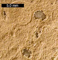 Calcit-Kügelchen („sphärische Lapilli“) aus den Alamo-Einschlag-Lagerstätten nahe Irish Range, Nevada. Maßstabsbalken ist 5,0 mm.