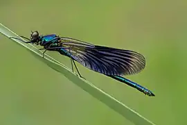 Gebänderte Prachtlibelle