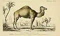 Dromedar in Dictionnaire universel d’histoire naturelle