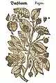Mattioli / Handsch / Camerarius 1586