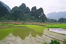 Reisfelder in Cao Bằng