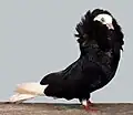 Schwarz