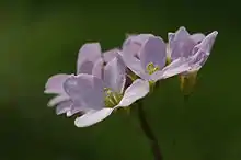 Wiesenschaumkraut