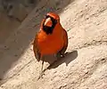 Rotkardinal (Cardinalis cardinalis)