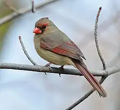 Rotkardinal, Weibchen