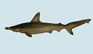 Carolina-Hammerhai (Sphyrna gilberti)