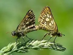 Gelbwürfeliger Dickkopffalter (Carterocephalus palaemon), Paarung