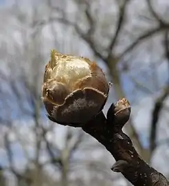Knospe