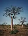 Australischer Baobab (Adansonia gregorii)