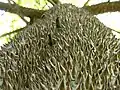 Stacheliger Stamm des jungen Baumes
