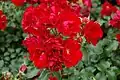 ‘Centro-Rose’, Tantau, 2001