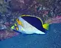 Goldkronen-Falterfisch (C. flavocoronatus)