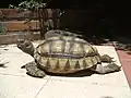 Argentinische Landschildkröte