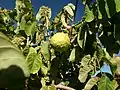 Frucht am Baum
